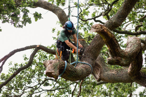 Best Arborist Consultation Services  in Durand, WI