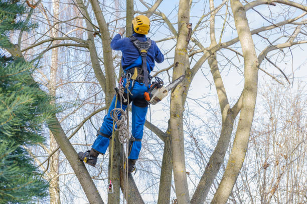 Best Stump Grinding and Removal  in Durand, WI