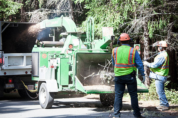 Best Tree Trimming and Pruning  in Durand, WI