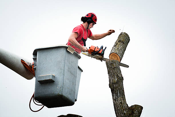 Best Utility Line Clearance  in Durand, WI