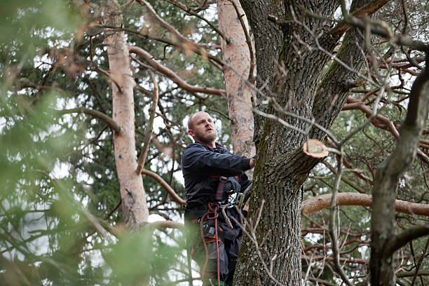 Best Hazardous Tree Removal  in Durand, WI