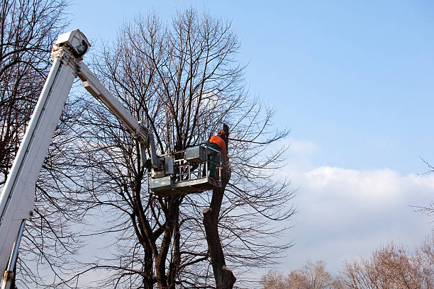  Durand, WI Tree Services Pros