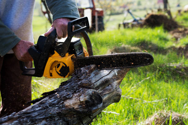 Trusted Durand, WI Tree Services Experts