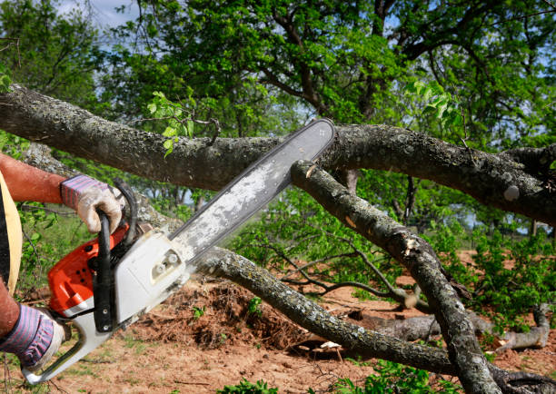 Best Tree Removal  in Durand, WI