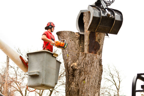 Best Emergency Tree Removal  in Durand, WI