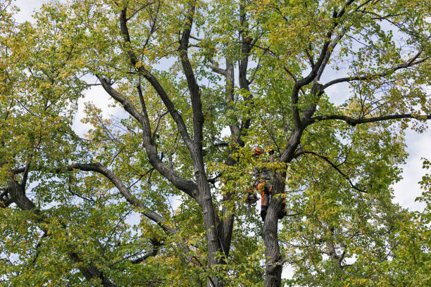 Tree and Shrub Care in Durand, WI